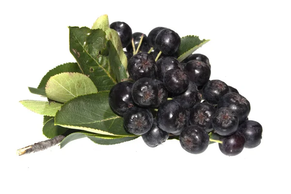 Ashberry nero isolato su sfondo bianco — Foto Stock