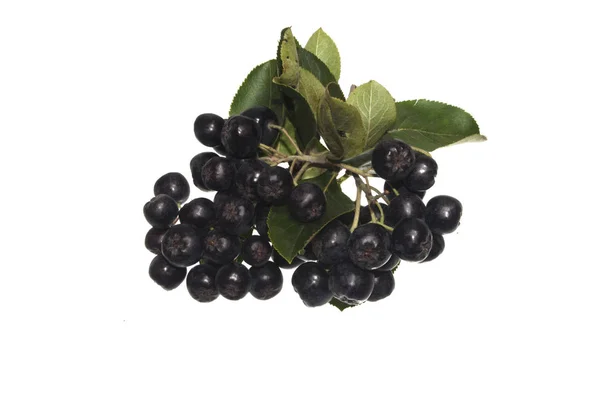 Ashberry nero isolato su sfondo bianco — Foto Stock