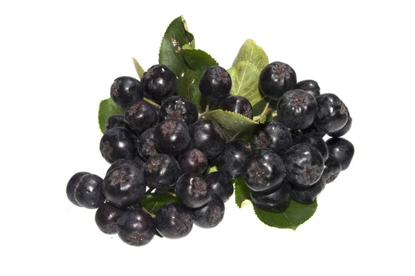 검은 ashberry 흰색 배경에 고립 — 스톡 사진