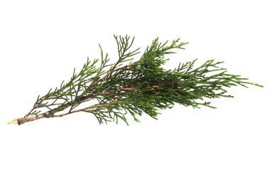 thuya beyaz arka planda izole