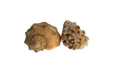 kabuk beyaz arkaplanda izole