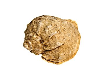 kabuk beyaz arkaplanda izole