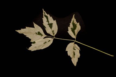 siyah arka plan üzerine izole yaprak