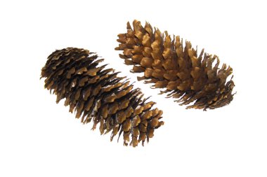 Beyaz arkaplanda koni izole edildi