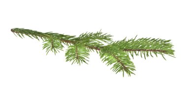 Beyaz arkaplanda izole edilmiş yeşil kürk ağacı