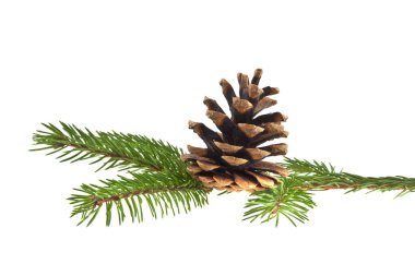 Noel ağacının beyaz arka planda izole edilmiş dalı