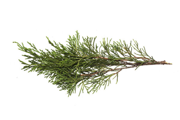 туя изолированы на белом фоне
