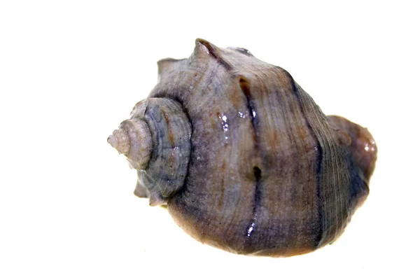 Shell isolated on white background — Stock Photo, Image