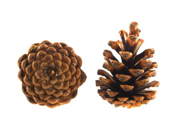 Beyaz arkaplanda koni izole edildi