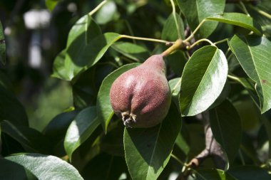 Köyde yazın doğa.