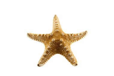 kabuk beyaz arkaplanda izole