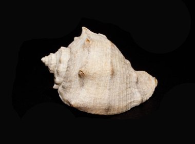 Siyah arka planda izole edilmiş kabuk