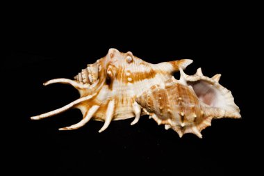 Siyah arka planda izole edilmiş kabuk