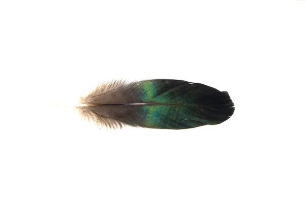 Bird feather isolated on white background — Stock Photo, Image