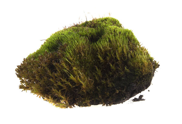 moss isolated on white background
