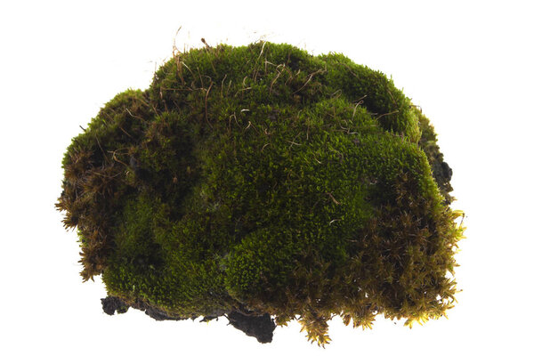 moss isolated on white background