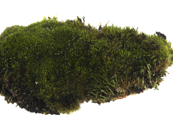 moss isolated on white background