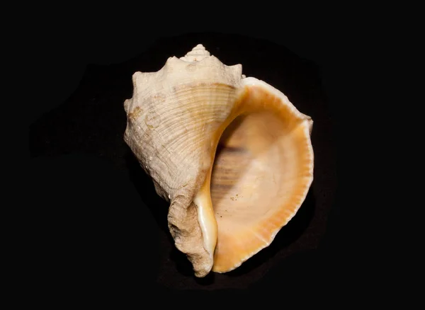 Shell isolated on black background — Stock Photo, Image