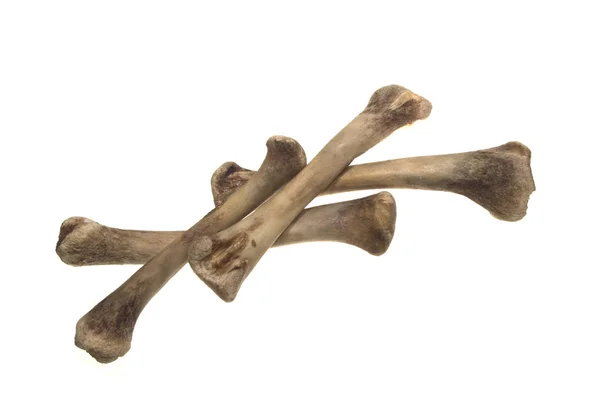하얀 배경에 고립된 뼈들 — 스톡 사진