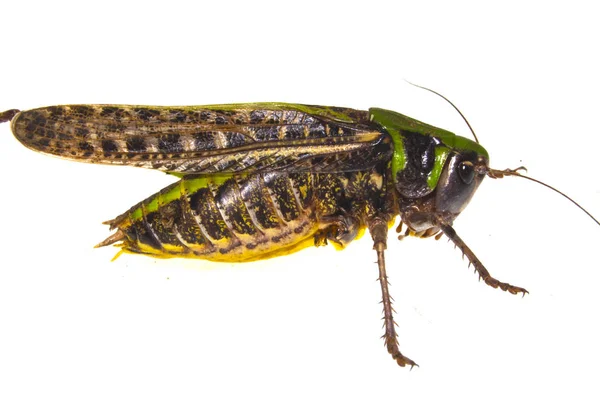 Locust izolovaných na bílém pozadí — Stock fotografie