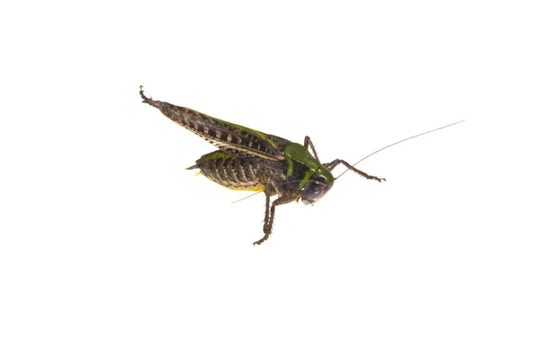 Locust izolovaných na bílém pozadí — Stock fotografie