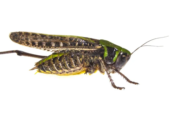 Locust diisolasi di latar belakang putih — Stok Foto