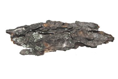 Beyaz arkaplanda ağaç kabuğu izole