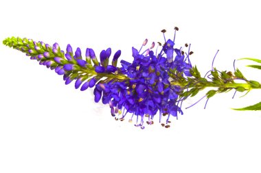 beyaz arkaplanda izole edilmiş çiçek