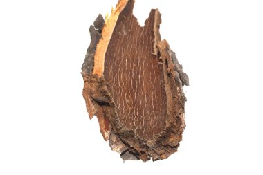 Beyaz arkaplanda ağaç kabuğu izole