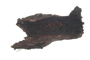 Beyaz arkaplanda ağaç kabuğu izole