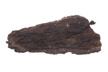 Beyaz arkaplanda ağaç kabuğu izole