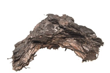 Beyaz arkaplanda ağaç kabuğu izole