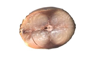 Beyaz arkaplanda izole edilmiş balık