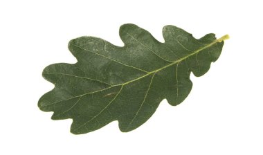 Beyaz arkaplanda meşe yaprağı izole