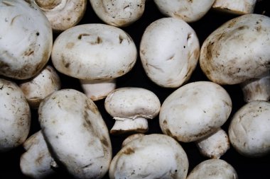 siyah bir arka plan üzerinde izole mantar