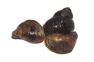 kabuk beyaz arkaplanda izole