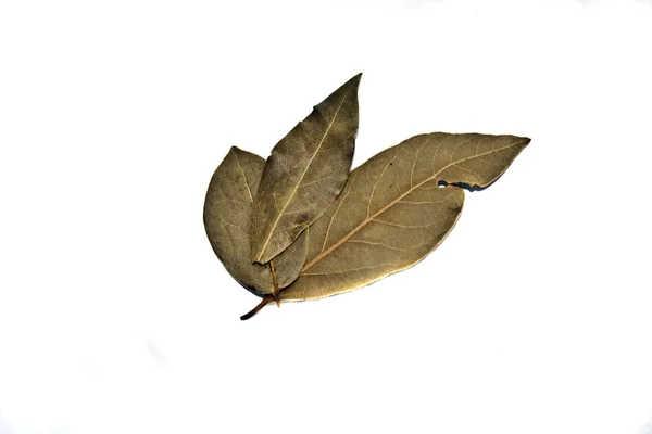 Hoja de laurel aislada sobre fondo blanco — Foto de Stock