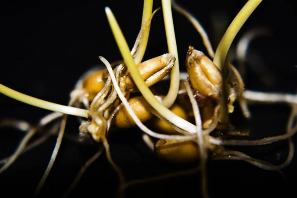 Wheat germ isolated on black background — Stock Photo, Image