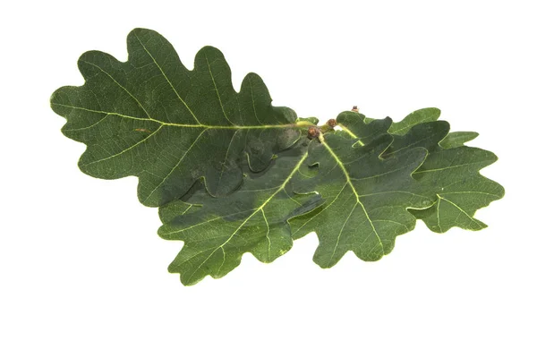 Hoja de roble aislada sobre fondo blanco — Foto de Stock