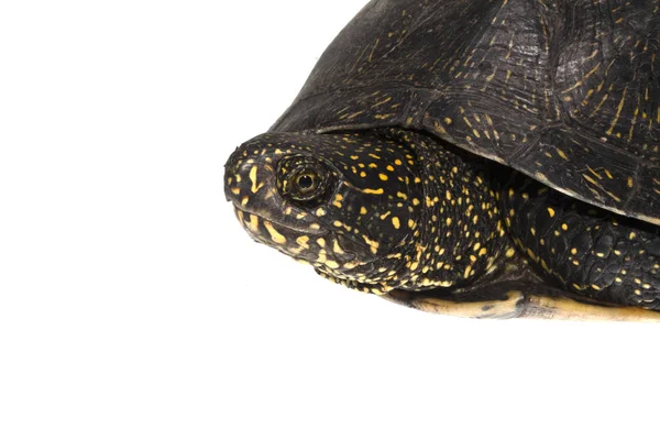 Черепаха изолированы на белом фоне — стоковое фото
