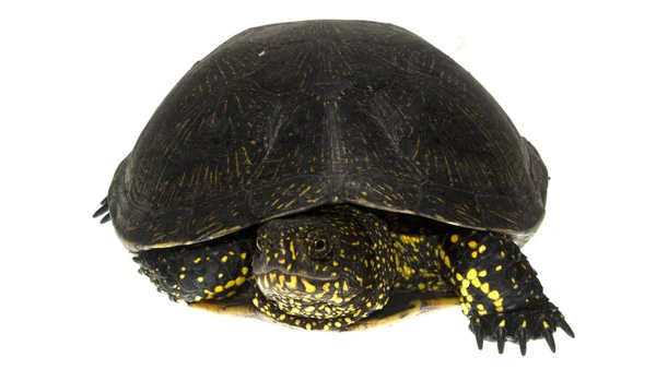 Tortuga aislada sobre fondo blanco — Foto de Stock