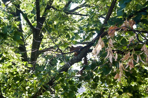 Protéines en été sur un arbre vert — Photo