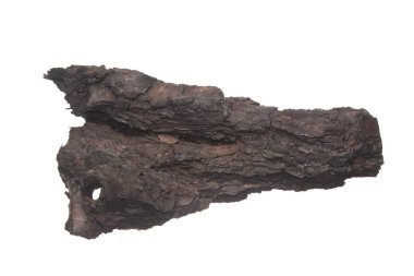 Beyaz arkaplanda ağaç kabuğu izole