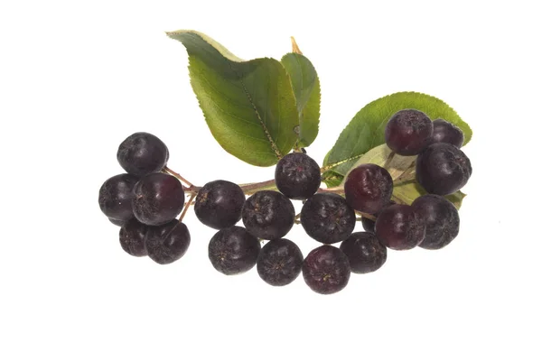 白い背景上に分離されて黒 ashberry — ストック写真