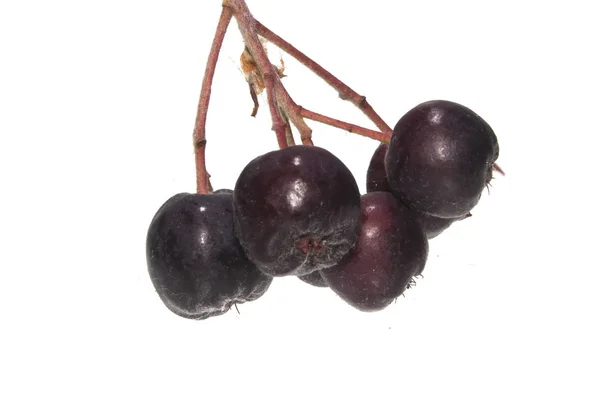 Black ashberry isolated on white background — Zdjęcie stockowe