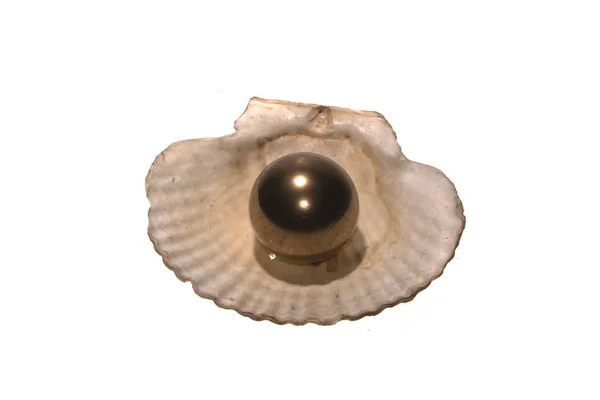 白い背景で隔離の真珠 — ストック写真