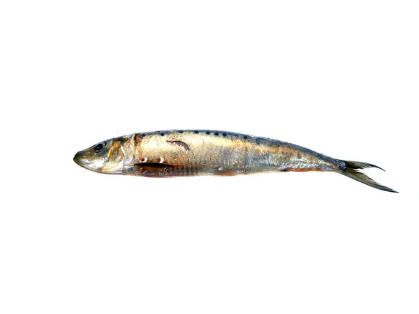Gesalzener Fisch isoliert auf weißem Hintergrund — Stockfoto