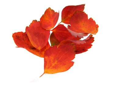 beyaz arkaplanda kuru yapraklar izole