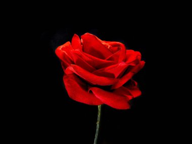 kırmızı gül beyaz arkaplanda izole