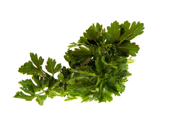 Green parsley isolated on white background — Stock Photo, Image